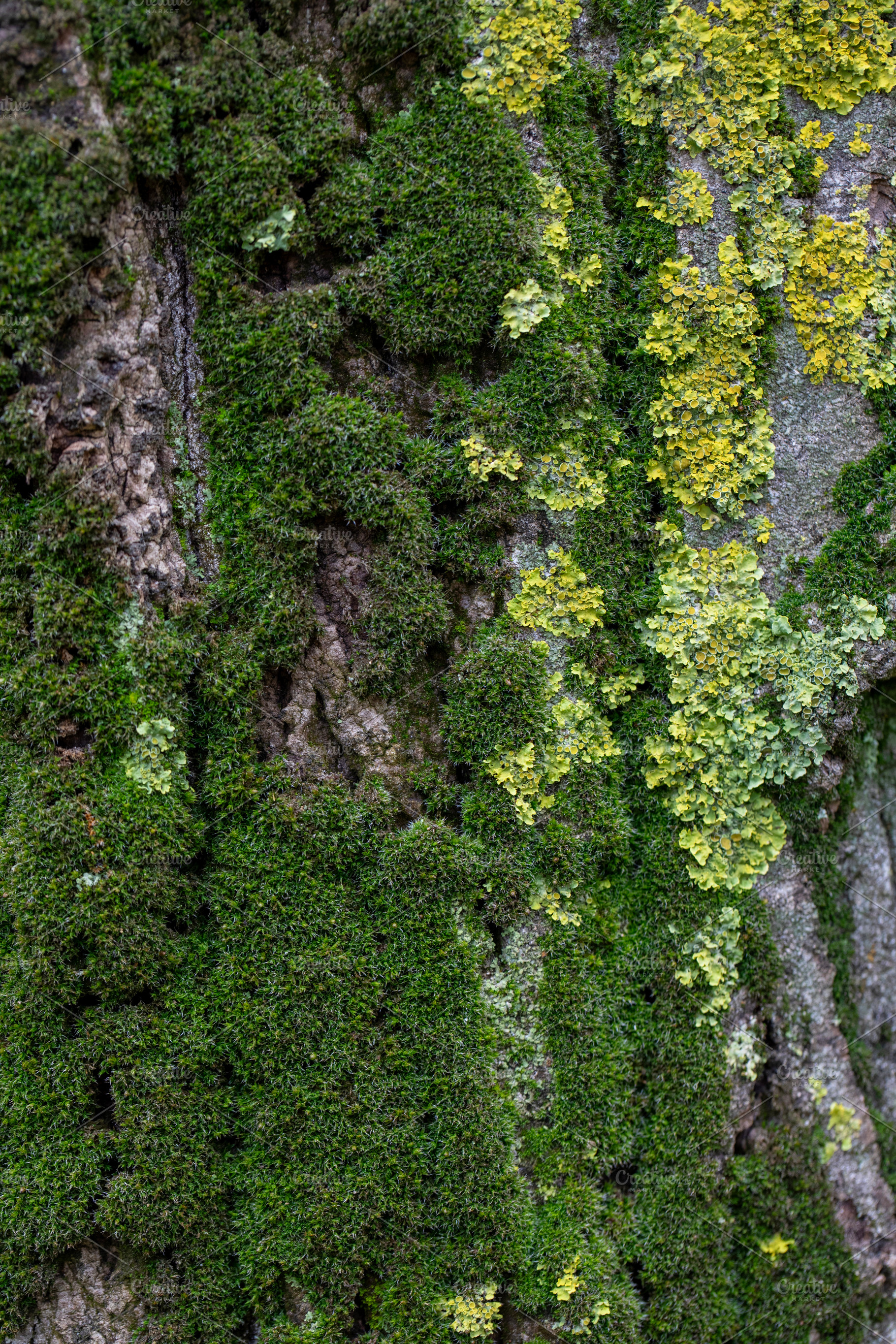Captivating macro view of green moss on tree bark, a Nature Photo by OSORIOartist