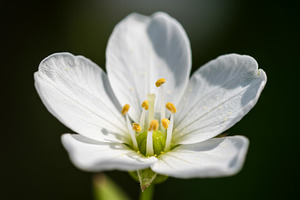 Close-up of a delicate white flower, a Nature Photo by professorinc