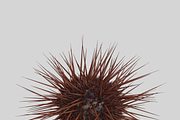 Sea urchin V1, an Environmental 3D Model by AndrewWhite (Thumbnail 3 of 6)