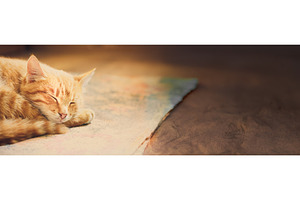 Little Red Kitten Sleeping On Bed, an Animal Photo by Our Amazing World