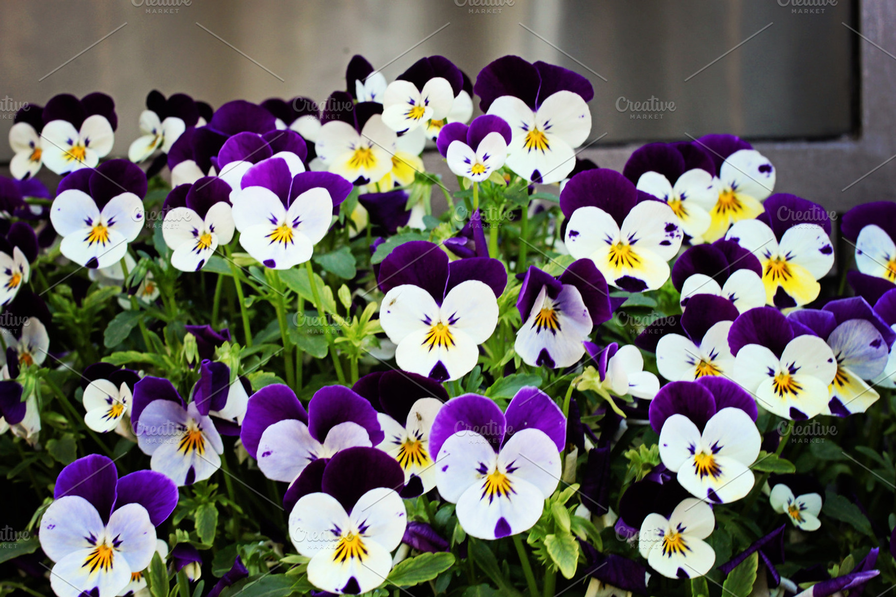 Italian violas stock photograph, an Architecture Photo by Bellano Web Studio