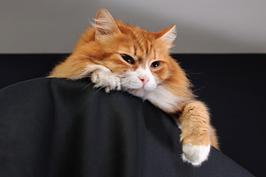 A ginger cat lies on a pedestal, an Animal Photo by Apolonia