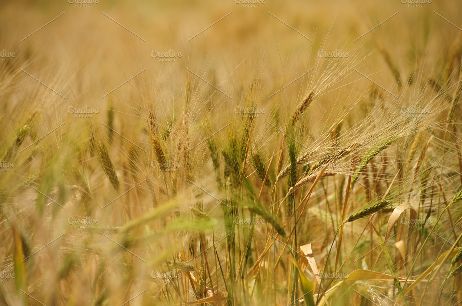 Wheat Harvesting