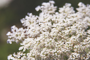 Summer Garden Collection, a Photo by Paper City Design (Thumbnail 18 of 21)