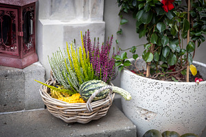 Wicker Basket with Colorful Heather, a Nature Photo by Imaginarium