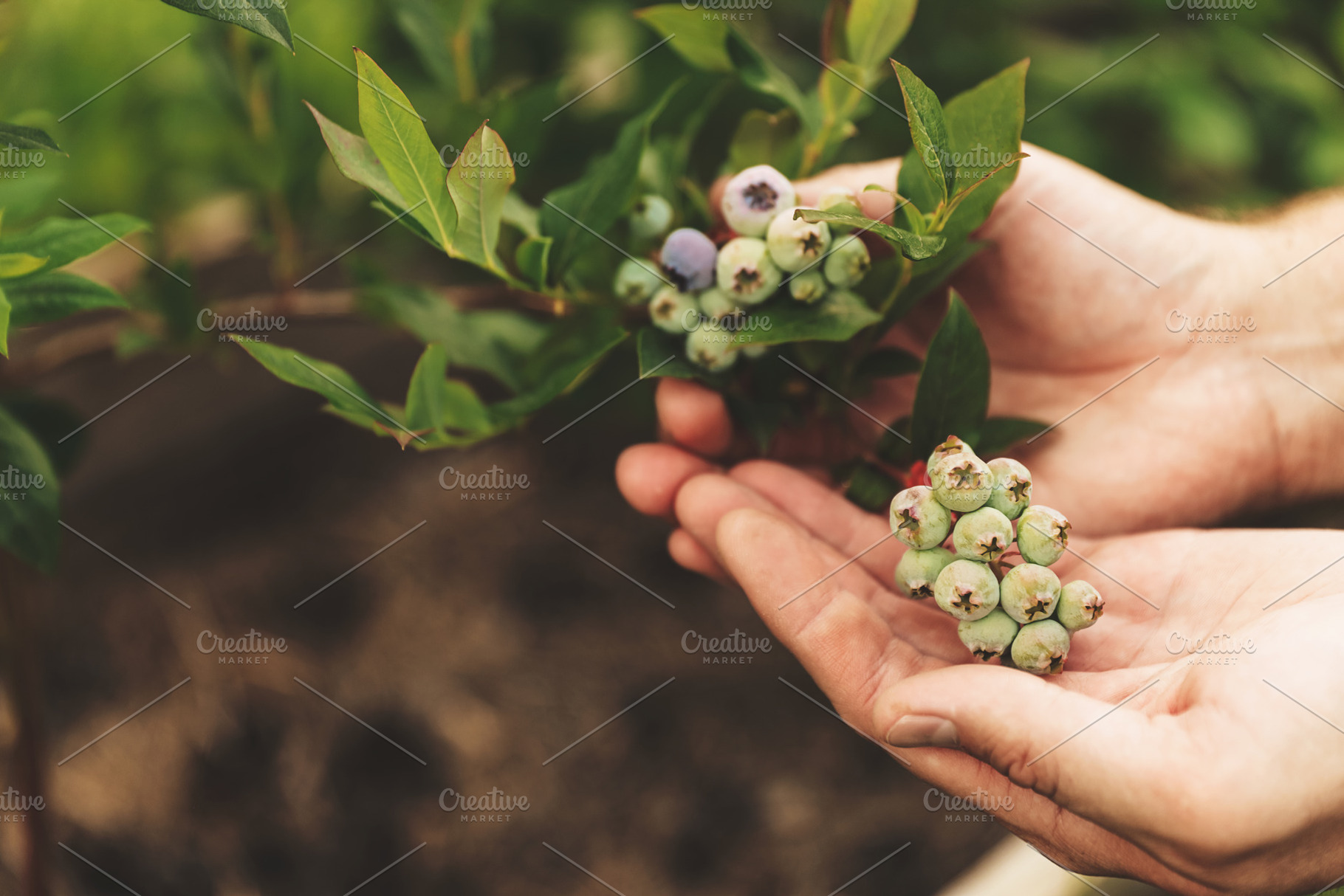 Farmer hands holding and presenting branch of blueberries, future harvest, a Food & Drink Photo by Lenor4ik