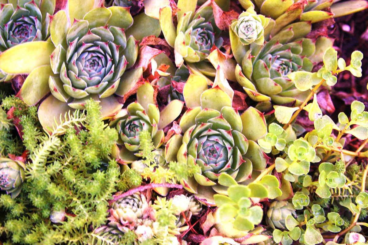 Summer Garden Collection, a Photo by Paper City Design (Photo 7 of 21)