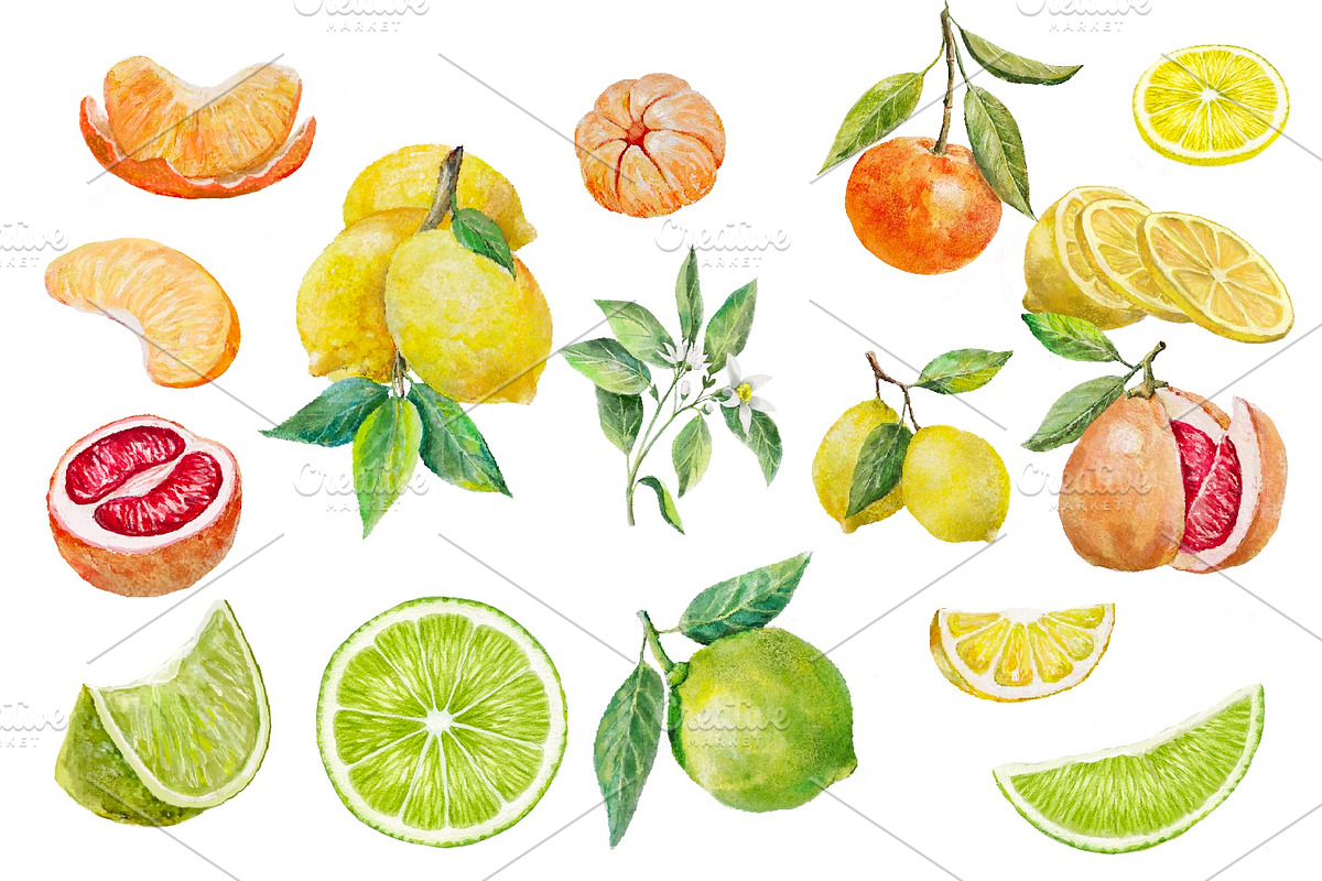 Citrus set, Watercolor clipart., an Object Illustration by AkvarelRiver (Photo 2 of 10)