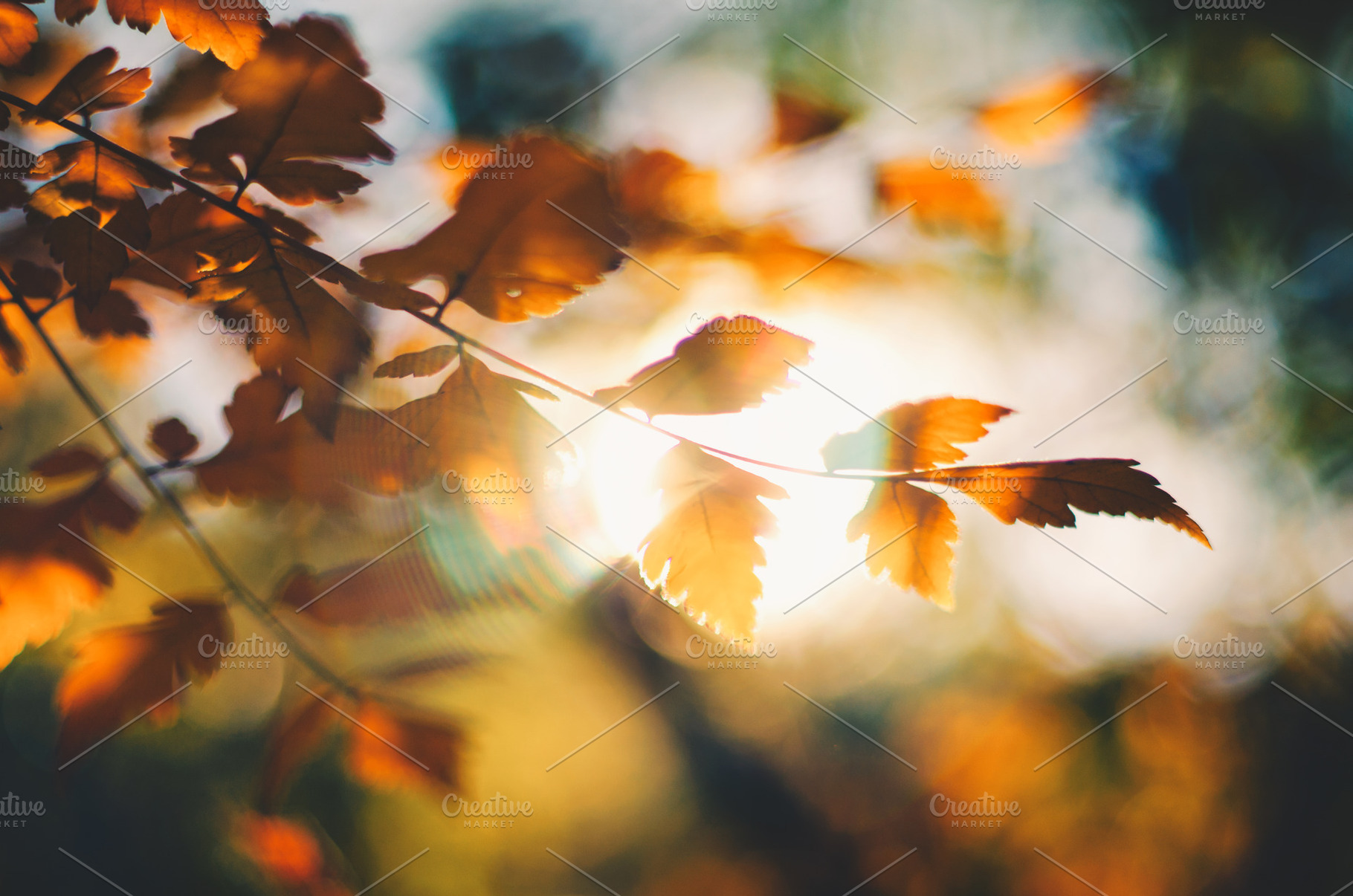 Autumn trees leaves in vintage color featuring autumn, background, and, a Nature Photo by David Khelashvili