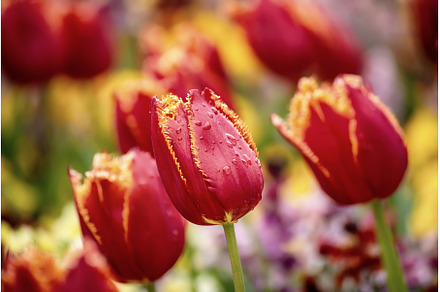 Red tulip flowers, a Nature Photo by Nature and travel