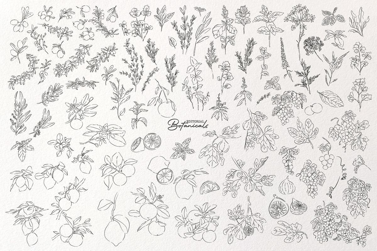 Editorial Botanical Line Art, an Object Illustration by Mio Buono (Photo 10 of 16)