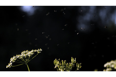A flock of midges in the woods, a Nature Photo by Media Whale Stock