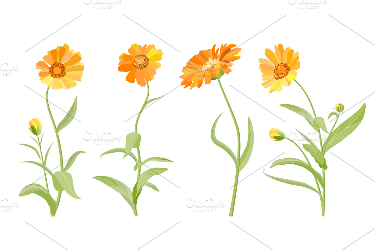 Vector object brushes. Calendula, a Brush Add-On by Peolla (Photo 11 of 16)