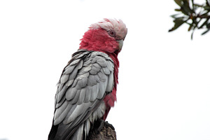 Galah eolophus roseicapilla featuring eolophus, roseicapilla, and australia