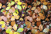10 Autumn Leaves Lightroom Presets, a Preset Add-On by RamsaGraphi (Thumbnail 10 of 10)