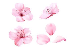 Realistic pink sakura blossom, an Object Illustration by art PVP - market