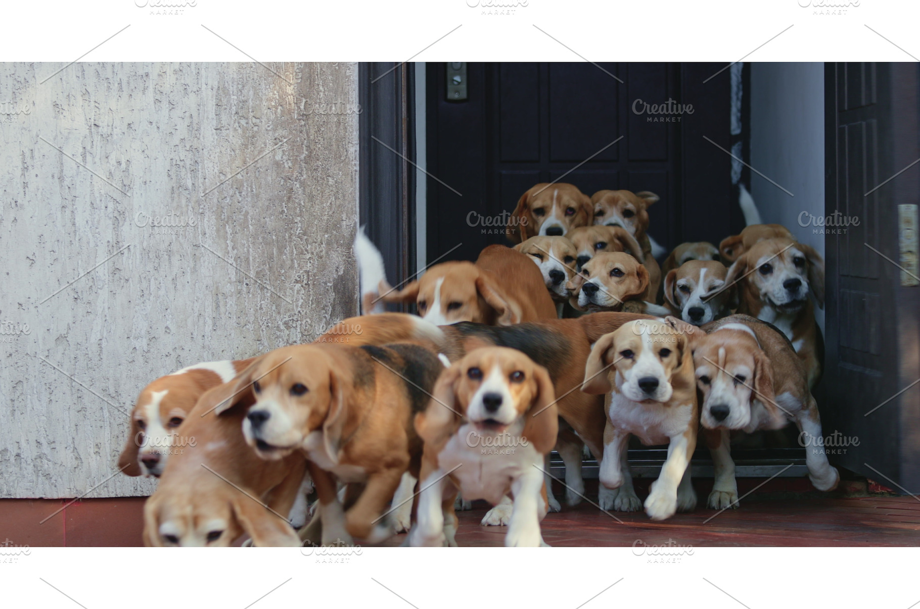 Pack of Beagles rushing out of a, an Animal Photo by Goinyk