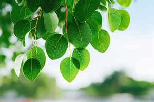 Vibrant green leaves close-up, a Nature Photo by AlyaAnd