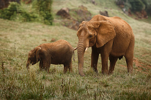 Adult African Elephant and Calf Walk, an Animal Photo by Perpis