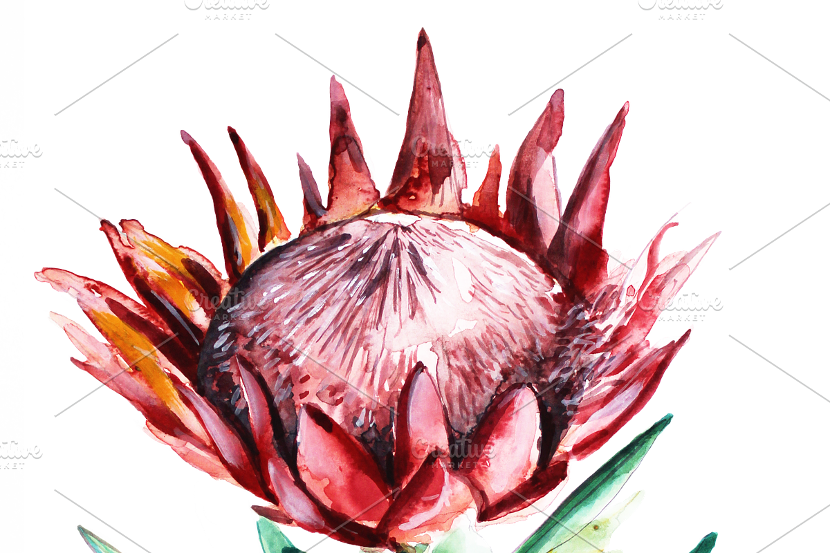 Watercolor Fynbos Flowers, a Decorative Illustration by Karliefie (Photo 7 of 7)