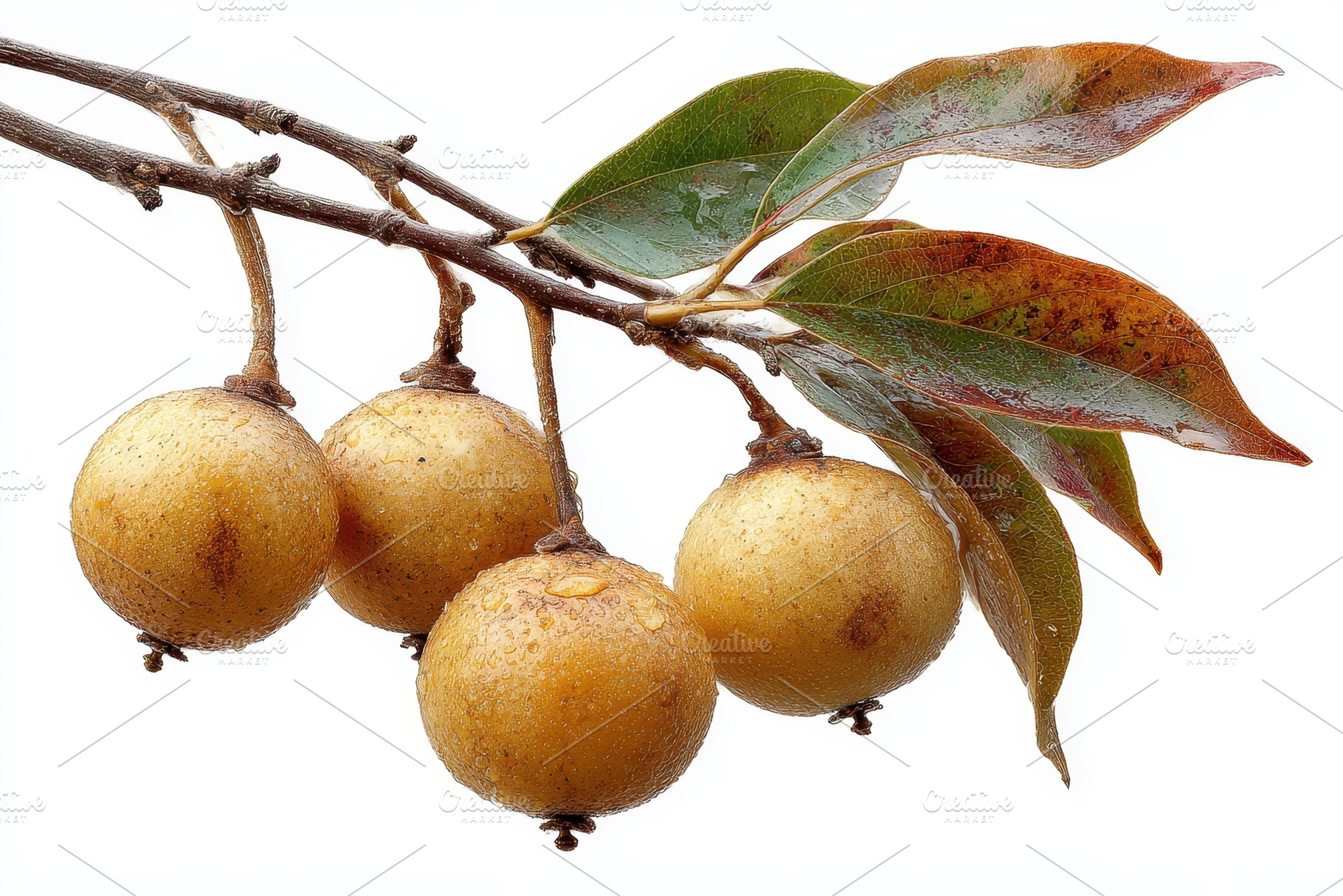 Golden Kiwifruit on Branch with Dewy, a Photo by Pixeness Studio