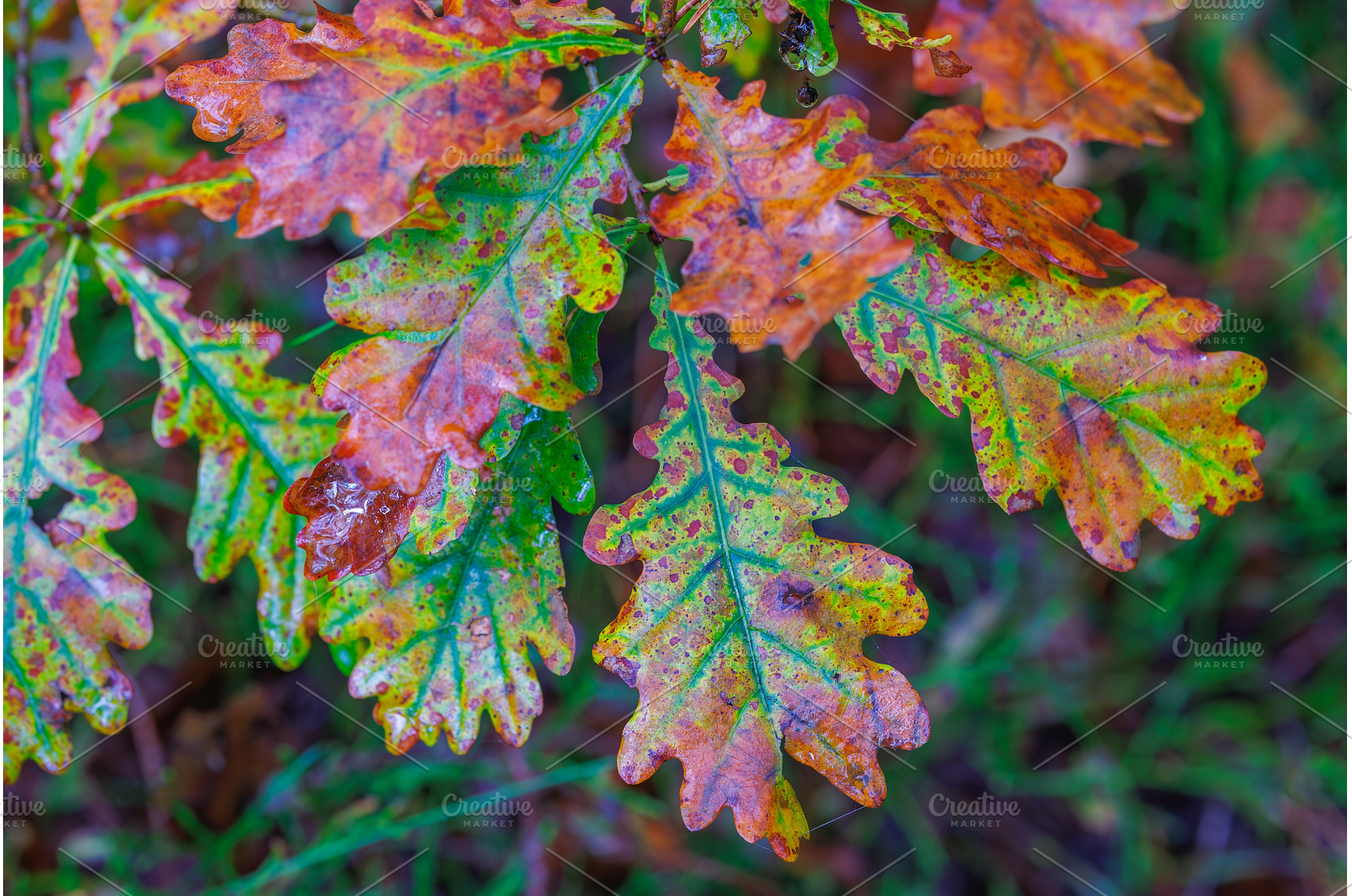 Vibrant Autumn Oak Leaves, a Nature Photo by Lukas Jonaitis SHOP