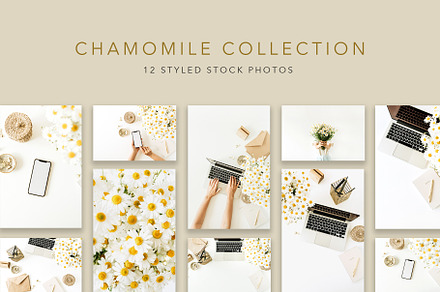 Chamomile Collection, a Business Photo by Floral Deco