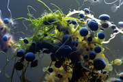 52 Fictional Microscopic Organisms, an Abstract Photo by h.utomo (Thumbnail 14 of 52)