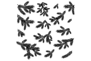 Christmas spruce tree branches black