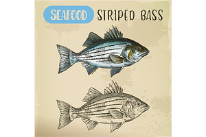 Sketch of striper fish or atlantic striped bass, an Animal Illustration by Elegant Solution