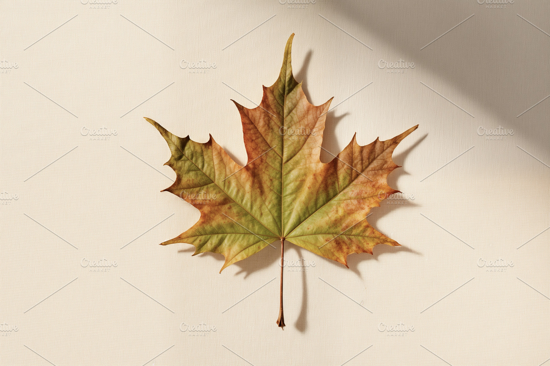 Autumn maple leaf on textured fabric, a Photo by rarrarorro
