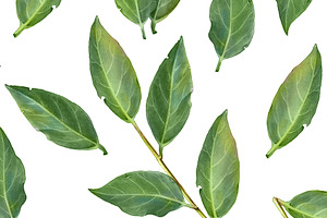 Seamless Laurel Leaves Pattern