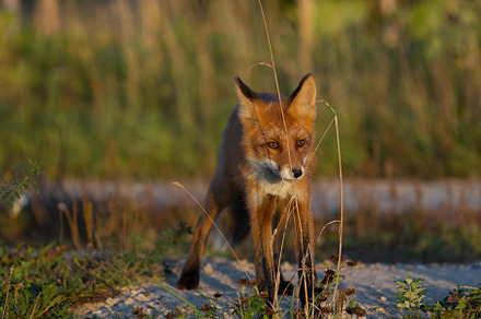 Cute young fox cub on the grass back stock photo containing fox and cub, an Animal Photo by oleghz