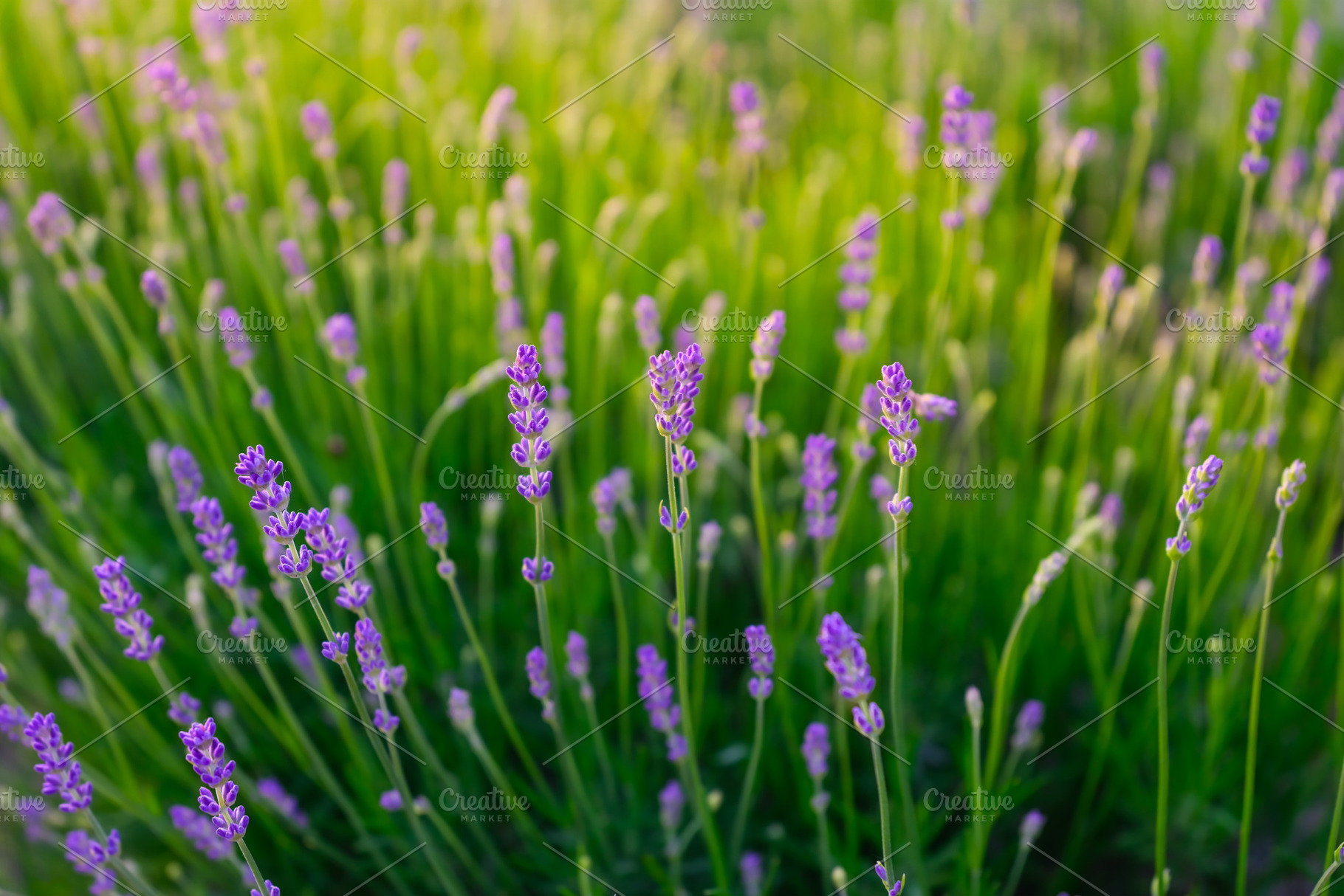 Lavender and green grass, a Nature Photo by Landscape and travel
