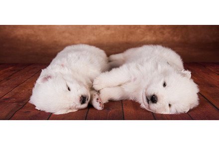 Two small one month old cute white, an Animal Photo by COLORFUL