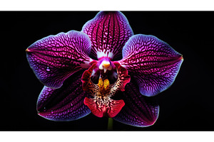 orchid floral dark background ai, a Background Photo by pikepicture