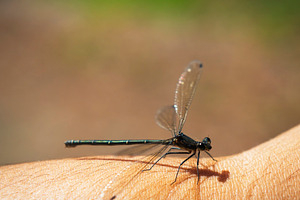 Dragonfly, an Animal Photo by THP Creative