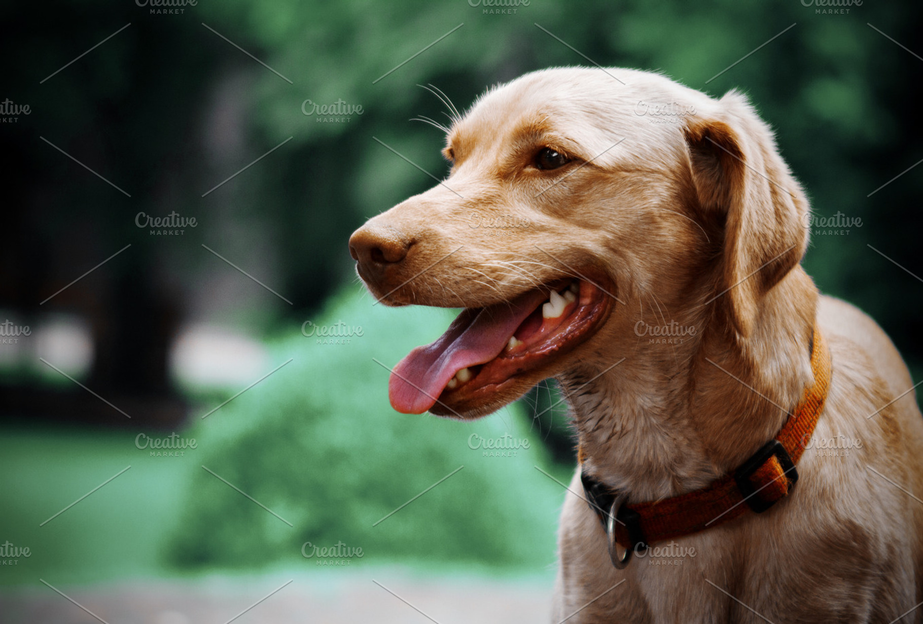A happy dog., an Animal Photo by JS Shop