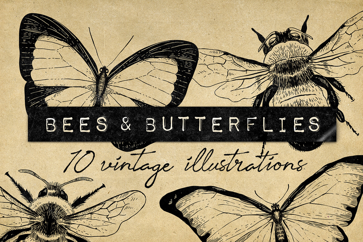Vintage Bee Butterfly Illustrations, an Icon by Hatch Design Workshop (Photo 1 of 8)