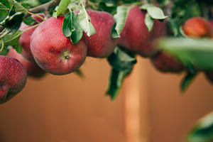 Red Apple on Branch