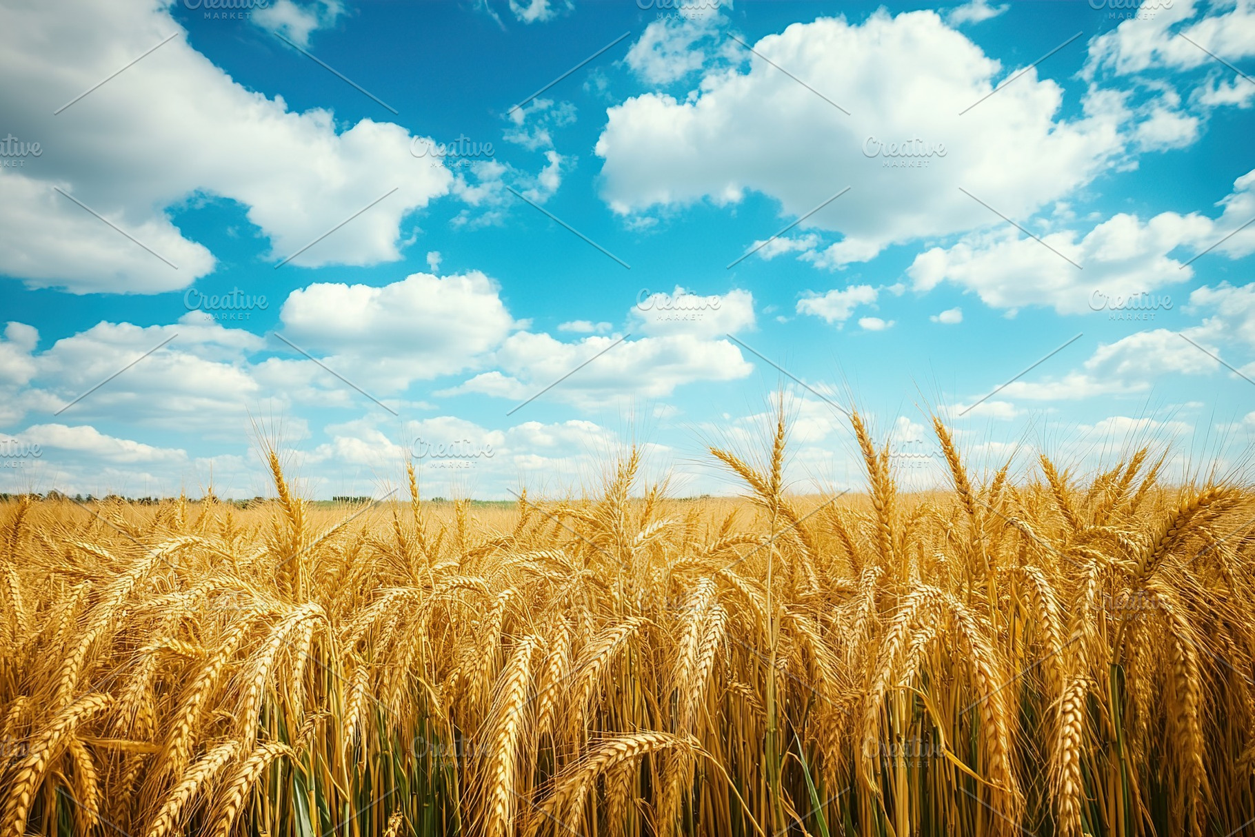 Wheat field stretches under a bright blue sky with fluffy clouds on a sunny day, a Nature Photo by AlyaAnd