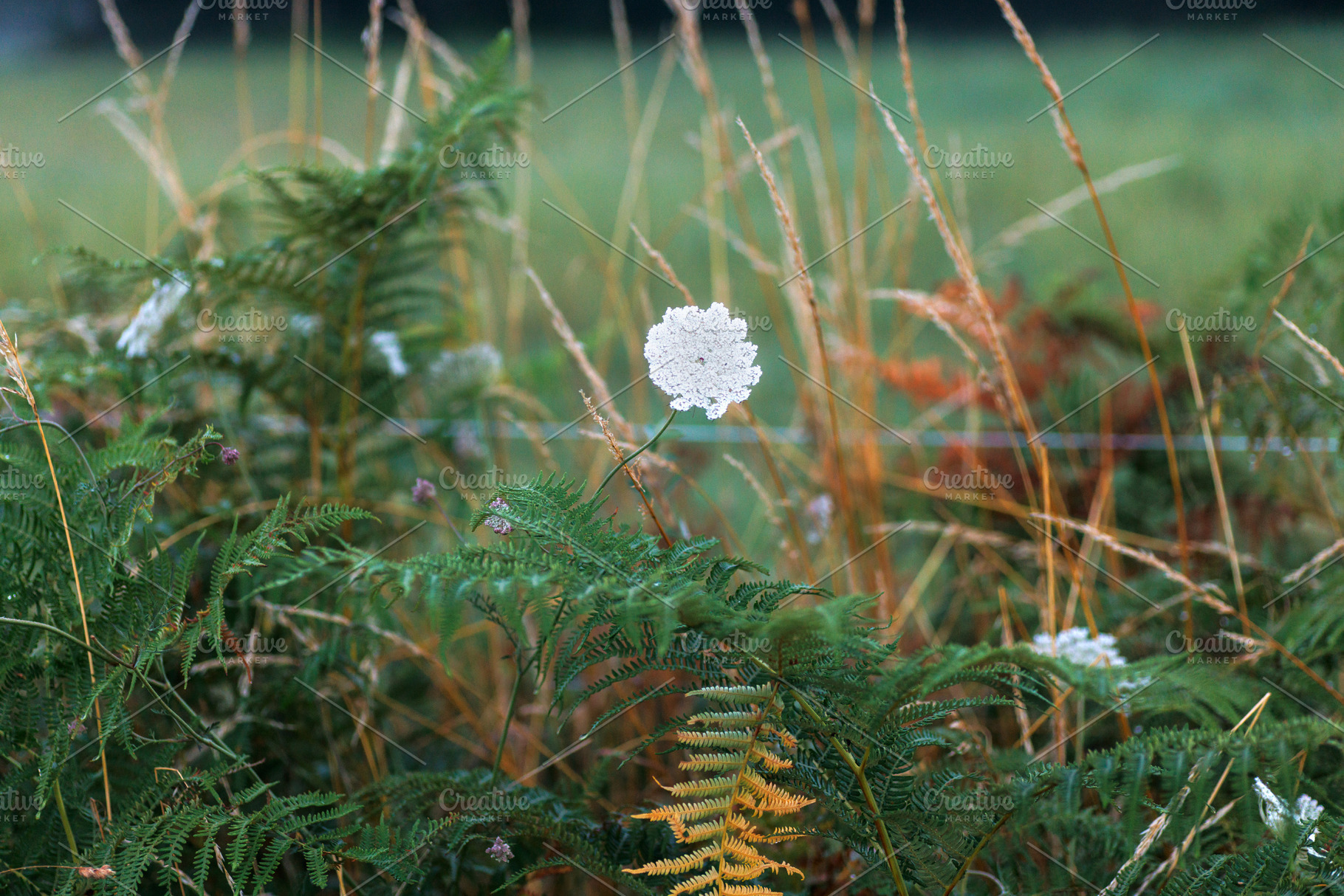 Wildflower and Ferns Along the Camino de Santiago, Spain, a Nature Photo by Bepslabor