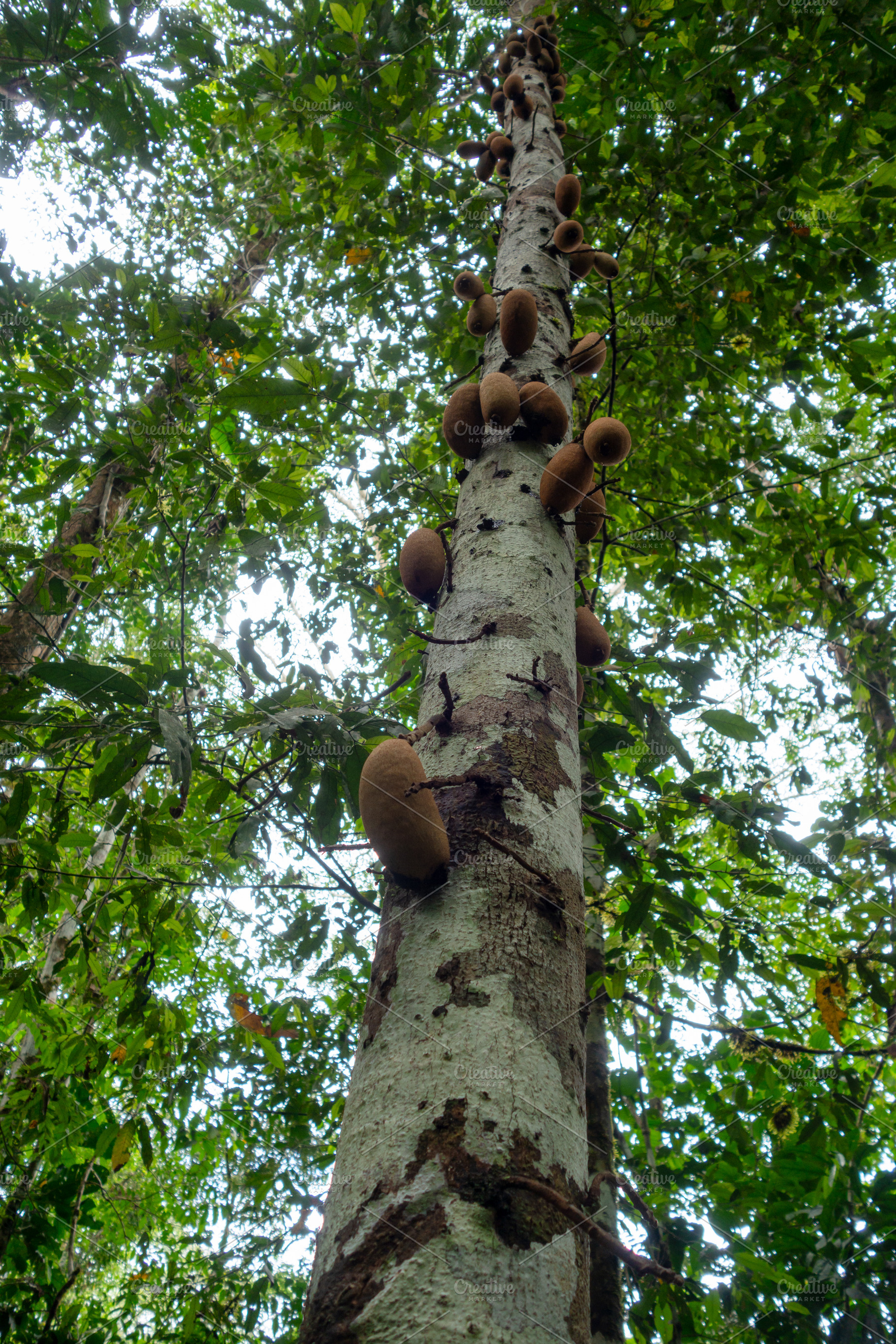 Cecropia tree in Cuyabeno Reserve, Ecuador’s Amazon Rainforest, a Photo by GoodGoods