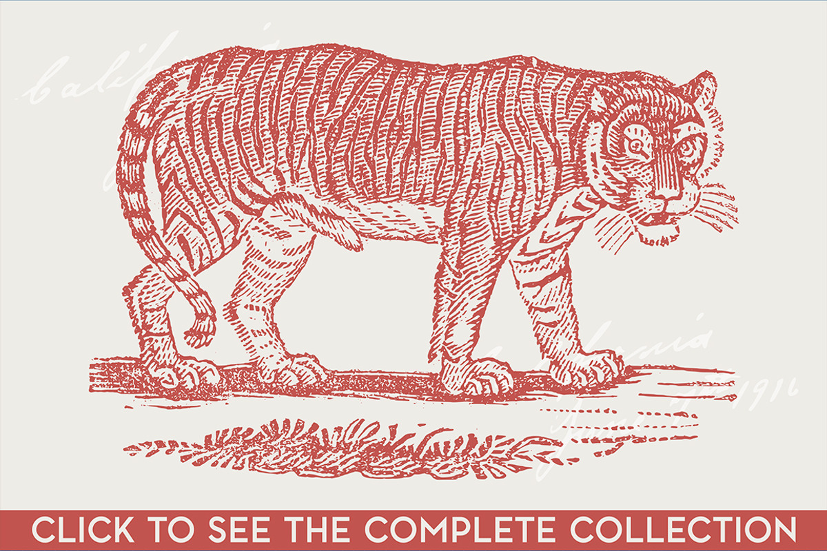 12 Tiger Illustrations, an Animal Illustration by The Rusty Press (Photo 2 of 3)