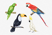 Watercolor Tropical Birds Clipart, an Illustration by MiracleArtAndDesign (Thumbnail 3 of 3)