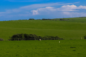Rolling green hills with grazing sheep under a blue sky, rural farm landscape., a Photo by Studio ANNA