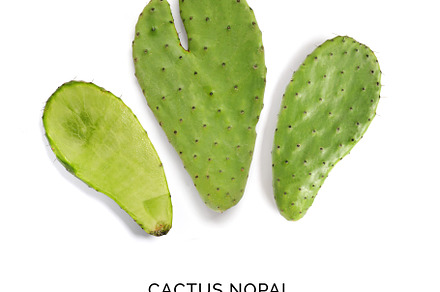 Cactus nopal