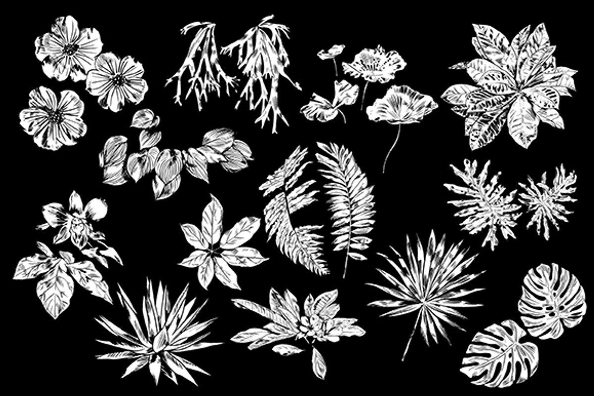 TROPIC SET, an Animal Illustration by Tanya Akhmett (Photo 3 of 5)