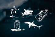 Shark Vectors for Sketch or Illus, a Templates & Theme by Aloha Philly (Thumbnail 1 of 4)