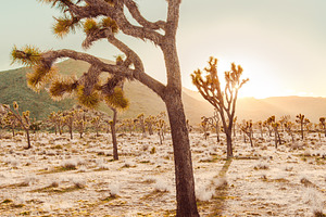 Joshua Tree Stock Photo